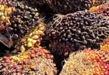 Harga TBS Kelapa Sawit di Aceh Utara Stabil di Rp2.900 per Kilogram