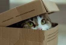 Kasur Mahal Kalah Sama Kardus, Ungkap Misteri Tingkah Laku Kucing