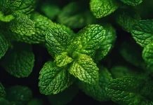 Mint di Pot, Pilihan Hijau untuk Rumah dengan Lahan Terbatas