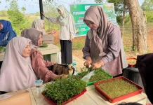 Microgreens Jadi Solusi Pangan Sehat Warga Paya Gaboh