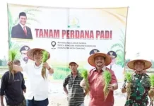 Aceh Tamiang Targetkan 6.240 Hektare Sawah Terdampak Siap Tanam November 2026