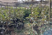 Petani Aceh Utara Pilih Bibit Durian Cepat Berbuah