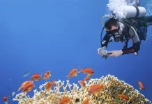 Rahasia Foto Bawah Laut, Bukan Cuma Soal Kamera