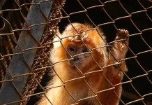 Virus Hepatitis B Terdeteksi pada Tiga Spesies Primata, Peneliti Curigai Peran Pasar Hewan