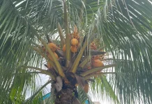 Mengenal Kelapa Kuning dan Bedanya dengan Kelapa Hijau, Kaya Manfaat