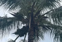 Kelapa Hijau Berbuah Lebat, Segar Dikonsumsi dan Kaya Manfaat