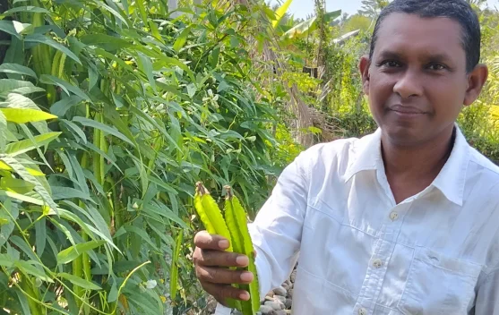 Sayur Kecipir Digemari untuk Lalapan dan Tumisan