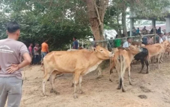 Stok Sapi dan Kerbau Aceh Timur Capai 1.450 Ekor