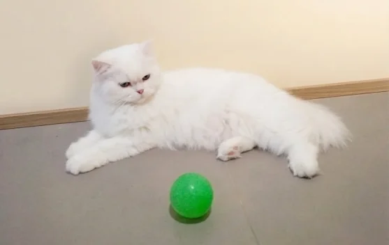 Bulu Kucing Rontok Berlebihan? Kenali Penyebab dan Cara Mengatasinya ...
