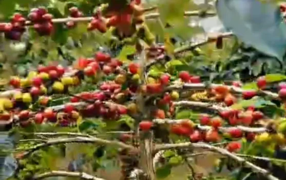 Petani Kopi di Kabupaten Bener Meriah Mulai Memasuki Masa Panen