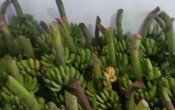 Harga Pisang Barangan Stabil, Petani di Lhokseumawe Raup Keuntungan