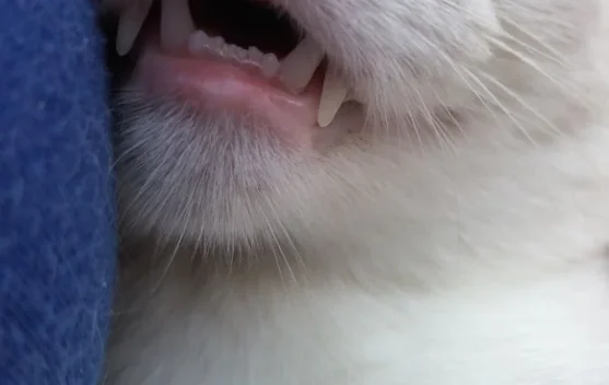 Manfaat Memelihara Kucing untuk Kesehatan
