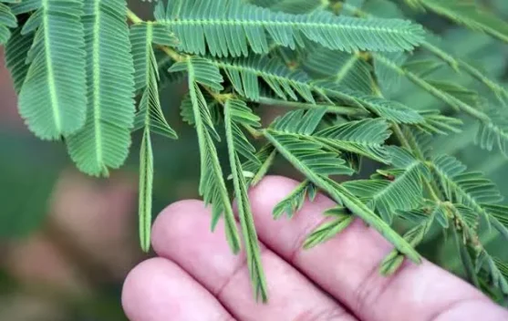 Bukan Sekadar Menutup Daun, Ini Fakta Unik Tanaman Putri Malu