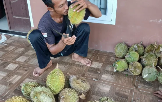 Musim Durian Tekan Penjualan Buah Lain di Lhokseumawe