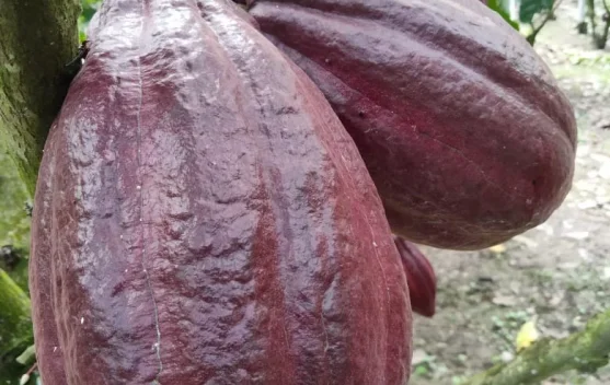 Perawatan Intensif Dongkrak Hasil Kakao Petani Nisam