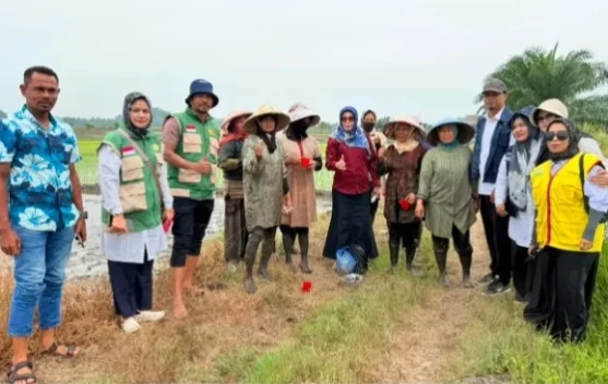 DKPPP Lhokseumawe Dukung Tanam Perdana Padi Berbasis PM-AAS di Muara Satu