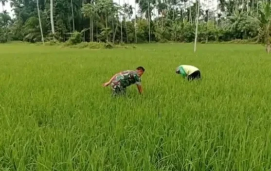 Perjuangan Babinsa dan Petani Membersihkan Gulma di Lahan Padi