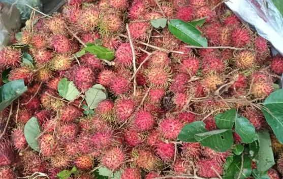 Puncak Panen, Harga Rambutan Aceh Turun Menjadi Rp8.000 per Kilogram