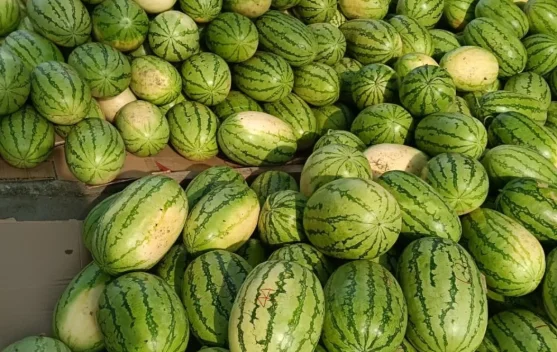 Panen Mulai Berkurang, Harga Semangka di Aceh Utara Naik Menjadi Rp6.000 per Kilogra