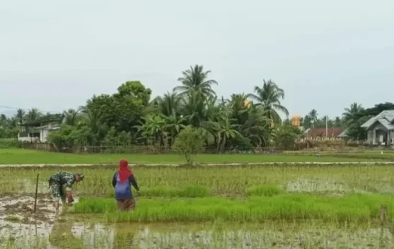 Babinsa Dampingi Petani Siapkan Awal Musim Tanam
