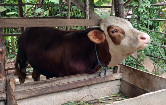 Peternak di Lhokseumawe dan Aceh Utara Mulai Beralih Memelihara Sapi Simmental