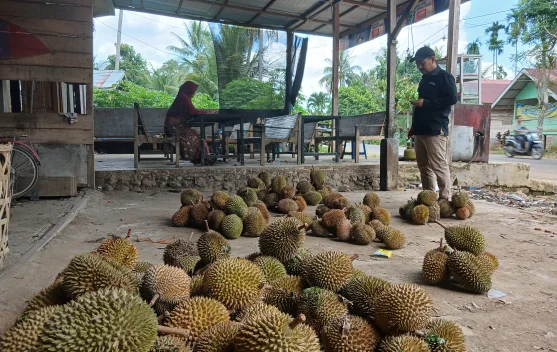 Durian Kuta Makmur Aceh Utara Laris Diburu, Panen sampai akhir Agustus
