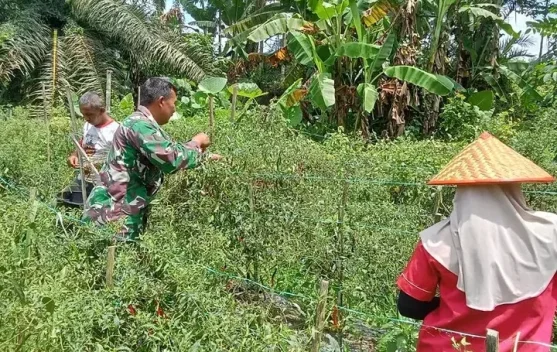 Babinsa Turun Langsung Dampingi Panen Cabai Petani Langkahan