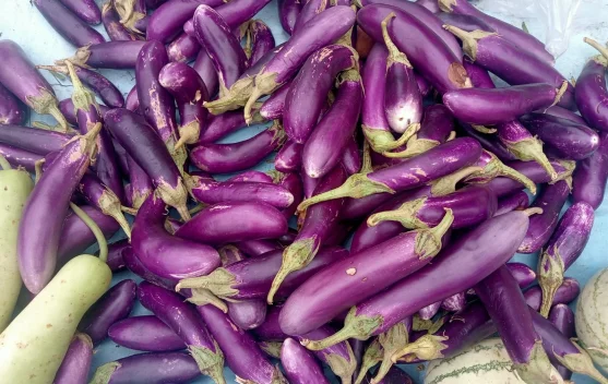 Terong: Si Ungu Serbaguna yang Kaya Manfaat dan Cerita Lezat di Dapur