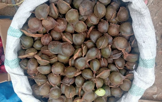 Jengkol, Si Bau Khas yang Tetap Dicari dan Digemari Banyak Orang