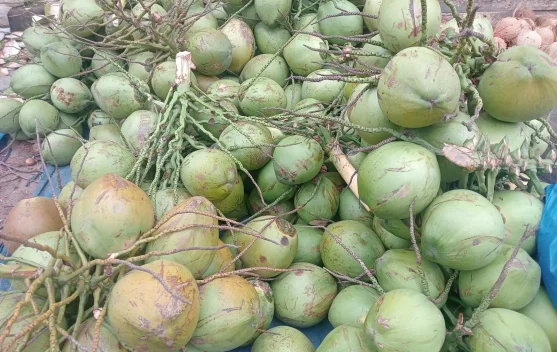 Kelapa, Buah Serbaguna yang Menghidupi Dapur dan Ekonomi Warga