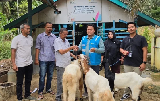 PLN NP UP Arun, Dorong Kelompok Tani Peternak Kambing