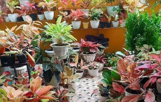 Dari Hobi Jadi Cuan, Tanaman Hias Bawa Peluang