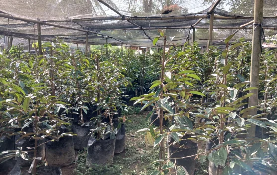 Petani Simpang Kramat Pilih Durian Musang King untuk Dikembangkan