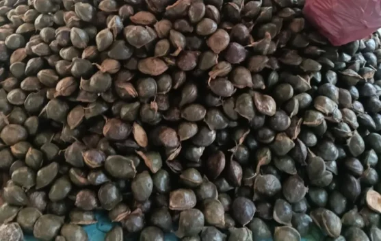 Petani Aceh Utara Panen Jengkol, Harga Tembus Rp8.000 per Kilogram