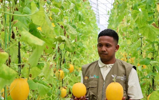 Melon Premium Berbasis IoT Antarkan Miharu Farm Raih Penghargaan