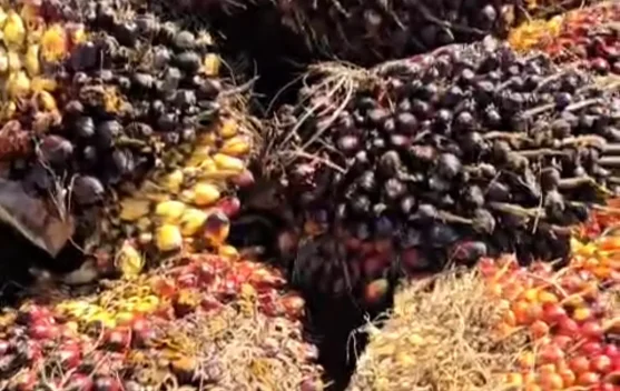 Harga TBS Kelapa Sawit di Aceh Utara Stabil di Rp2.900 per Kilogram