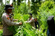Dua Hektar Ladang Ganja di Sawang Dimusnahkan