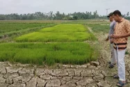 Sekitar 150 Hektar Sawah di Cot Girek Kekeringan, Petani Terancam Gagal Tanam
