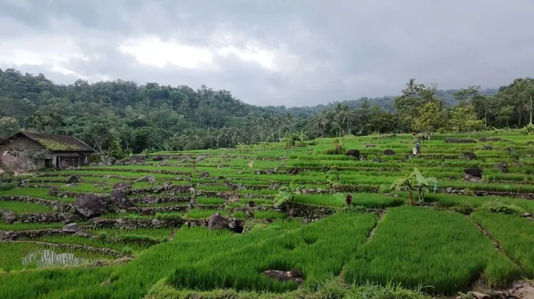 Ini Tahapan untuk Raih Sertifikat Organik