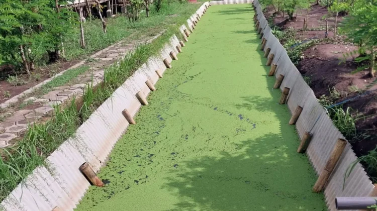 Azolla, Alternatif Pakan Murah bagi Peternak Ikan