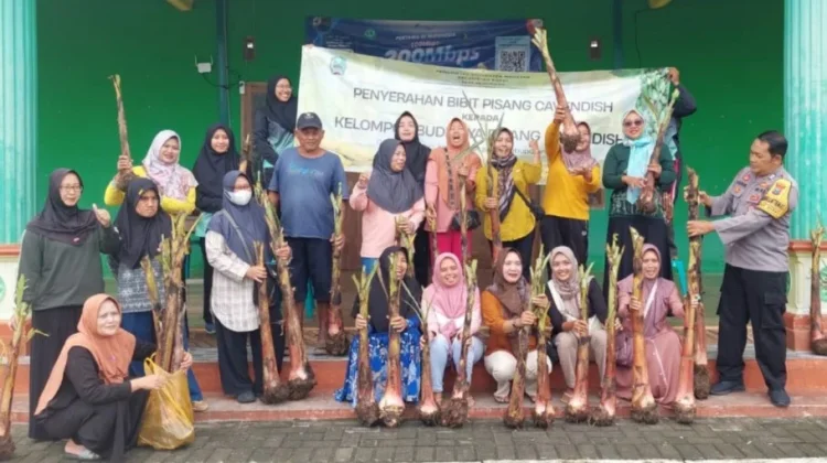 Desa Rejomulyo Kembangkan Pisang Cavendish untuk Perkuat Ketahanan Pangan