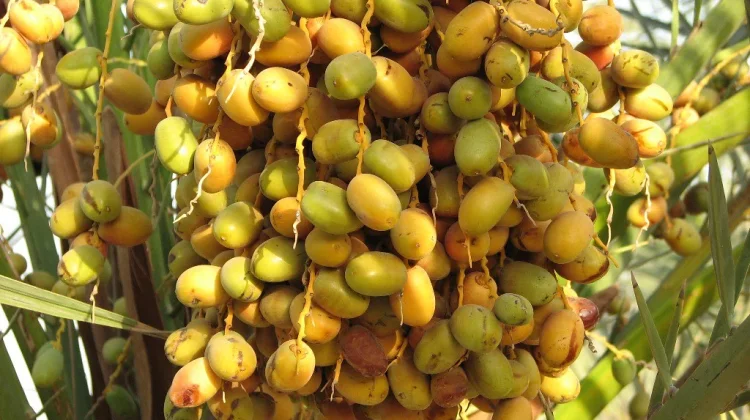 Benarkah Manfaat Kurma Muda Efektif untuk Program Hamil?