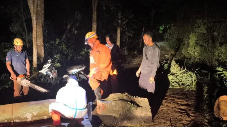 Lagi, Angin Kencang Sebabkan Pohon Tumbang di Magetan