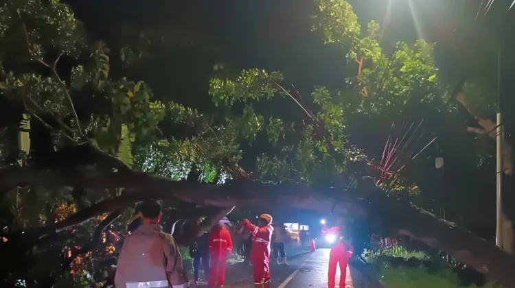 Pohon Tumbang di Sejumlah Titik, Timpa Rumah Warga dan Lukai Pengendara di Magetan