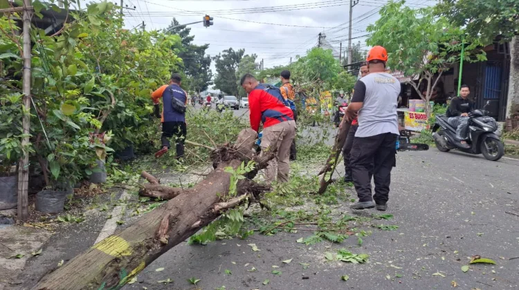 Angin Kencang Tumbangkan Pohon di 4 Titik Kota Madiun, Warga Diimbau Waspada
