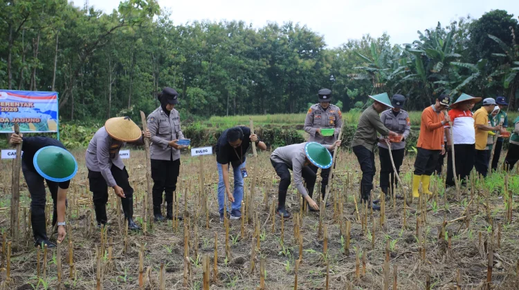 Polres Madiun Gelar Tanam Raya Jagung Serentak Kuartal I