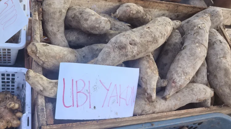 Ubi Yakon: Ubi dengan Rasa Unik tanpa Proses Masak