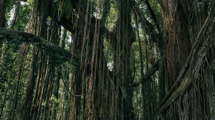 Tanaman Ficus Dinilai Efektif Menjaga Kelestarian Sumber Air