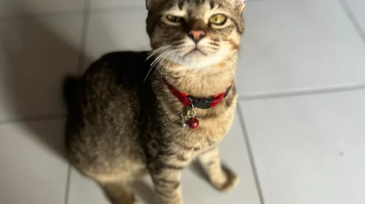 Jangan Anggap Remeh, Gigitan Kucing Bisa Picu Infeksi Berbahaya!
