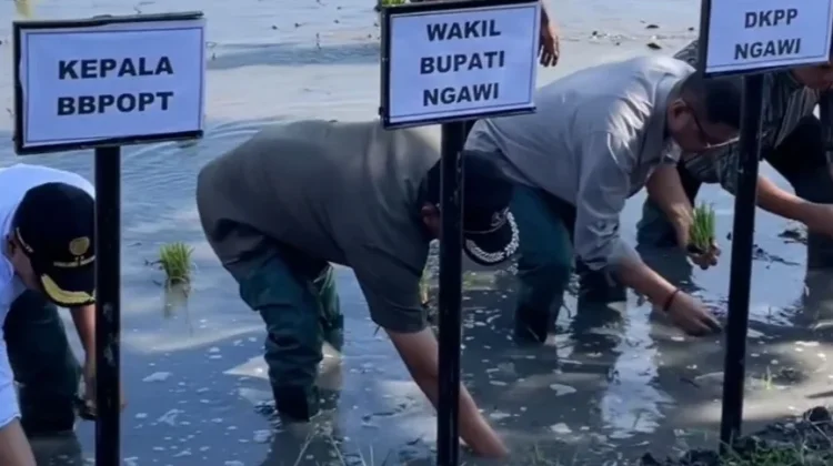 Percepatan Tanam Padi di Ngawi Jelang Kemarau